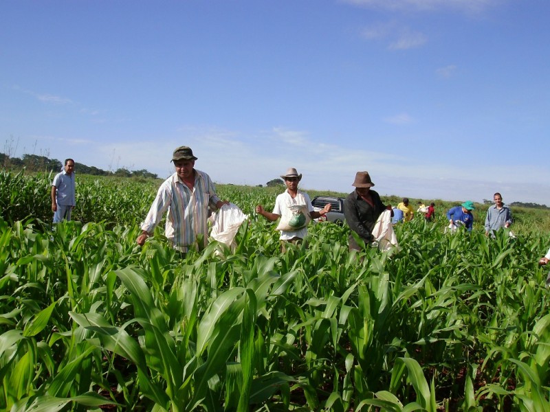 Imagem Ilustrando a Notícia: Chuvas regulares favorecem o plantio de grãos em Goiás
