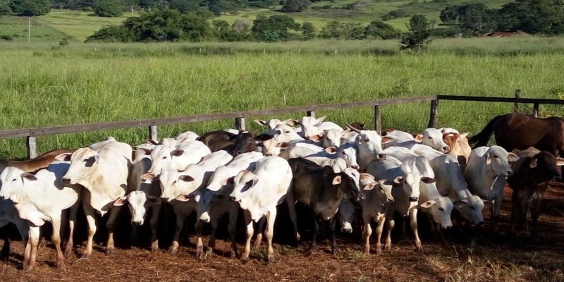 Imagem Ilustrando a Notícia: Polícia desarticula grupo especializado em furto de gado
