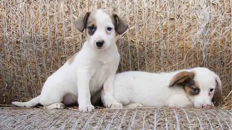 Os interessados em adotar um dos animais deverão pagar uma taxa de R$ 30, que será destinada ao custeio de outros pets