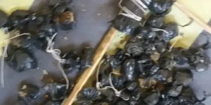 Um homem tentou entrar com maconha dentro de cebolas e outro com droga amarrada em rabiola de pipa
