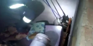 As equipes de resgate recolheram uma raposa, dois ouriços e um tamanduá, todos sem ferimentos