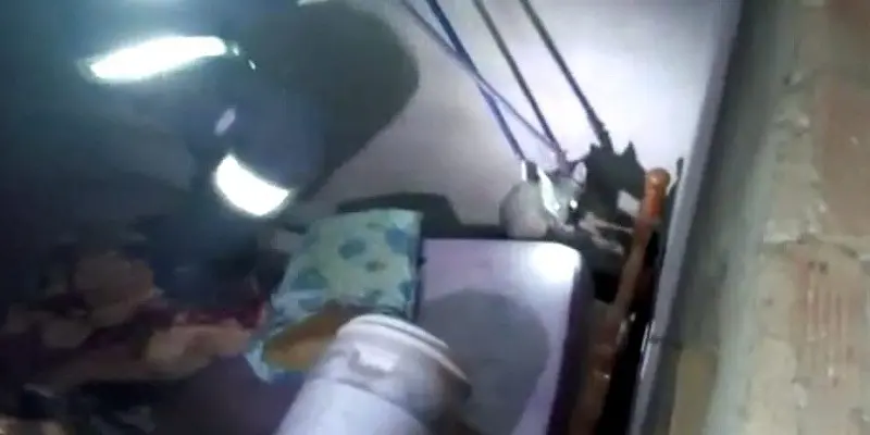 As equipes de resgate recolheram uma raposa, dois ouriços e um tamanduá, todos sem ferimentos