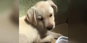 A ação acontece neste sábado, das 9h às 13h e vai reunir mais de 20 animais, entre cães e gatos, que estão à procura de um lar
