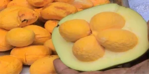 O Estado se manteve como 2º com maior extração do fruto no país