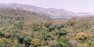 A mata cobria originalmente 3% da área de Goiás, ou seja, um pouco mais de 1,1 milhão de hectares. Hoje, restam apenas 29.769 mil hectares do bioma, 2,5% desse total