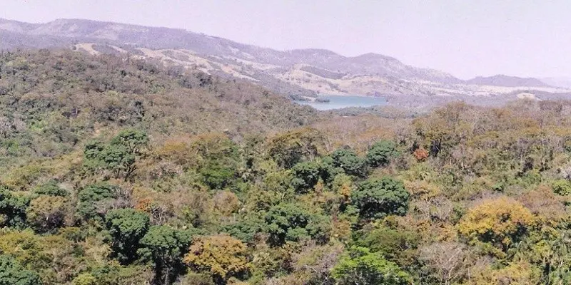 A mata cobria originalmente 3% da área de Goiás, ou seja, um pouco mais de 1,1 milhão de hectares. Hoje, restam apenas 29.769 mil hectares do bioma, 2,5% desse total