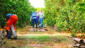 Os 23 produtos frutíferos 
pesquisados pelo IBGE somaram R$ 38,9 bilhões em 2017, 
um aumento de 4,6% 
em relação a 2016