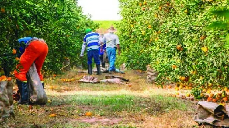 Os 23 produtos frutíferos 
pesquisados pelo IBGE somaram R$ 38,9 bilhões em 2017, 
um aumento de 4,6% 
em relação a 2016