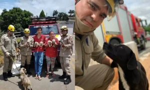 Na capital goiana um cachorro foi recuperado no leito da marginal cascavel e, em Anápolis, filhotes foram retirados de um bueiro | Fotos: CBMGO