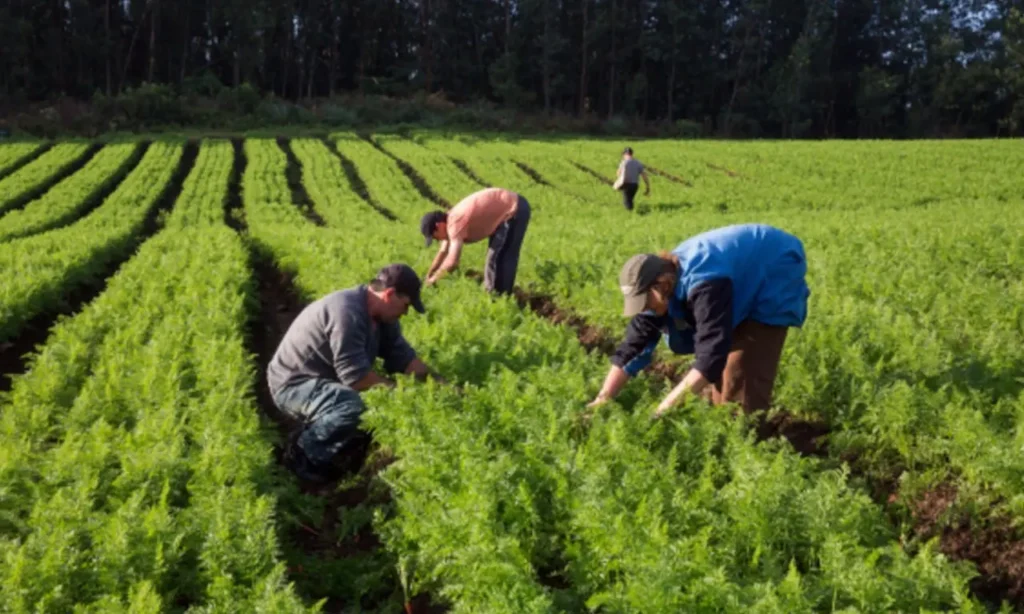 Famílias já chegaram a doar 2 toneladas de alimentos em campanhas de solidariedade para trabalhadoras e trabalhadores | Foto: reprodução