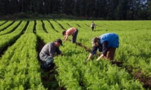 Famílias já chegaram a doar 2 toneladas de alimentos em campanhas de solidariedade para trabalhadoras e trabalhadores | Foto: reprodução