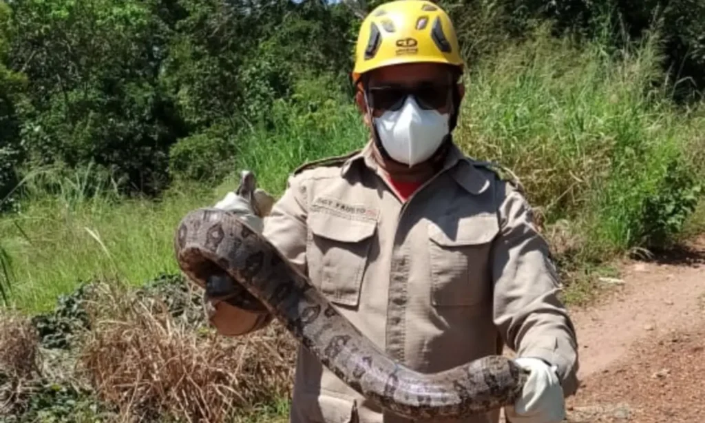 A cobra esta embaixo de uma prateleira. Animal já foi devolvido para a natureza | Foto: Bombeiros GO