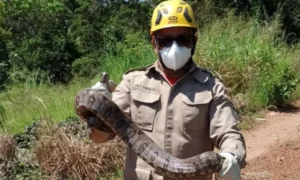 A cobra esta embaixo de uma prateleira. Animal já foi devolvido para a natureza | Foto: Bombeiros GO