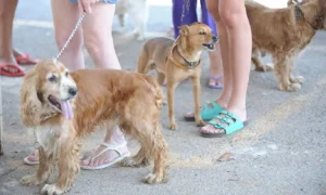 Estudo da Fiocruz avalia contaminação de cães e gatos pelo SARS-CoV-2 | Foto: Reprodução