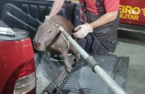 Serpente foi localizada em uma residência e a capivara em uma empresa | Foto: Divulgação