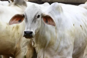 Campanha vai até 31 de maio e deve alcançar mais de 22 milhões de bovinos e bubalinos em todo território goiano. Estado está há 25 anos sem registros de focos da doença. | Foto: Divulgação