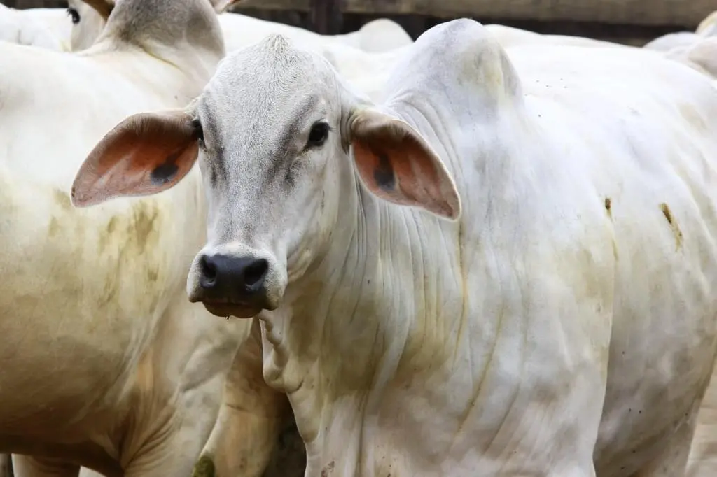 Campanha vai até 31 de maio e deve alcançar mais de 22 milhões de bovinos e bubalinos em todo território goiano. Estado está há 25 anos sem registros de focos da doença. | Foto: Divulgação