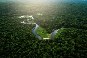 Foram identificados 148,79 hectares de floresta que sofreram desmatamento ilegal. | Foto: Reprodução