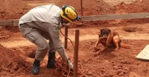 Ao ser resgatado, não apresentava ferimentos e foi deixado aos cuidados do responsável | Foto: Reprodução/CBMGO