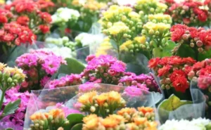 Na pesquisa do Procon, foram coletados os preços de 28 tipos de flores em 8 floriculturas próximas aos cemitérios de Goiânia | Foto: Reprodução