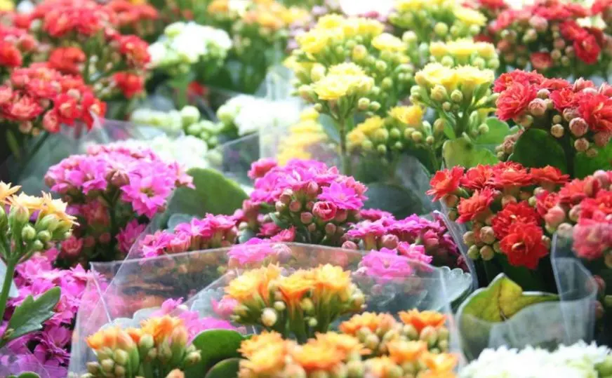 Na pesquisa do Procon, foram coletados os preços de 28 tipos de flores em 8 floriculturas próximas aos cemitérios de Goiânia | Foto: Reprodução