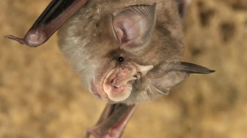 Pesquisa realizada com morcegos no Laos mostra que eles carregam vírus mais de 95% idênticos ao SARS-CoV-2, apontando a origem natural do vírus causador da Covid-19. | Foto: Reprodução