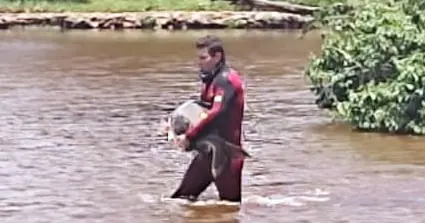 O caranha, segundo os oficiais, estava preso em um trecho do lago do Parque Vaca Brava, no Setor Bueno, devido ao baixo nível das águas | Foto: reprodução