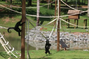 Ilha dos Primatas foi reformada com limpeza de áreas assoreadas e projeto arquitetônico. Foto: Jota Eurípedes - O Hoje