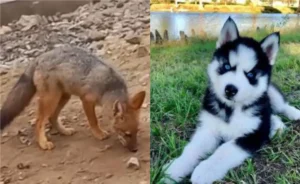 Após comprá-lo, a família foi notando um comportamento agressivo incomum por parte do animal | Foto: Reprodução/ Redes sociais