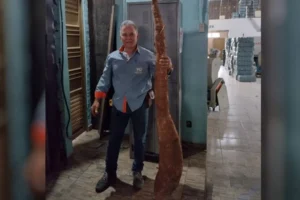 Planta foi encontrada enquanto um funcionário limpava um lote em Aparecida de Goiânia | Foto: Divulgação
