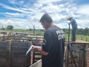 Os animais haviam sido subtraídos no município de Aruanã | Foto: PCGO