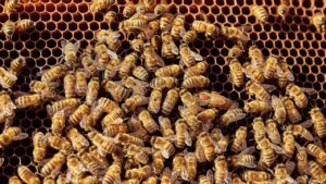 Foi encontrado aproximadamente 80 mil abelhas na parede do chuveiro da casa dos dois. | Foto: Reprodução/Internet