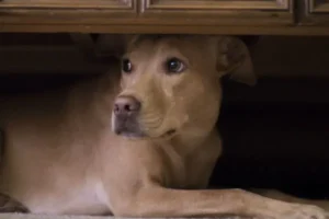 Animais têm a capacidade auditiva maior que a dos humanos e, para eles, este momento causa muito estresse | Fotos: Reprodução