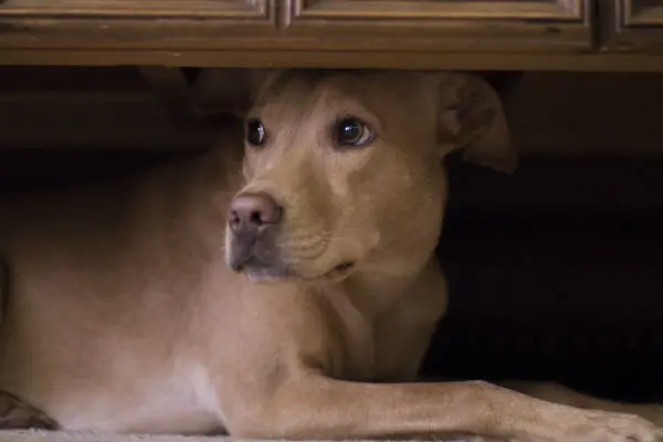 Animais têm a capacidade auditiva maior que a dos humanos e, para eles, este momento causa muito estresse | Fotos: Reprodução