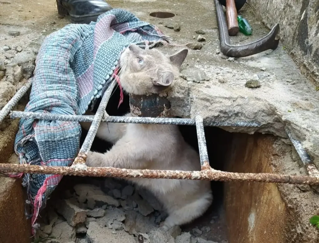 Na imagem é possível identificar que o animal possivelmente estaria passando dentro da tubulação, e ao tentar sair ficou preso | Foto: CBMGO