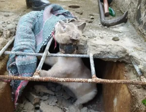 Na imagem é possível identificar que o animal possivelmente estaria passando dentro da tubulação, e ao tentar sair ficou preso | Foto: CBMGO