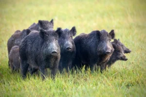 O texto tem como uma das justificativas o controle de javalis, mas defensores dos animais acreditam que o PL pode abrir precedentes para a liberação do abate de outras espécies. | Foto: Reprodução
