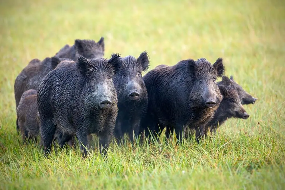 O texto tem como uma das justificativas o controle de javalis, mas defensores dos animais acreditam que o PL pode abrir precedentes para a liberação do abate de outras espécies. | Foto: Reprodução