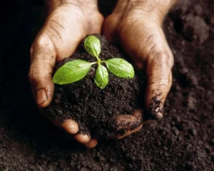 Além da plantação de mudas, também irá acontecer uma oficina de gastronomia durante a ação. | Foto Ilustrativa
