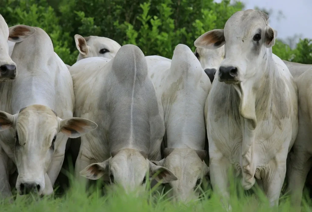 A soja encabeçou a lista de produtos mais vendidos por Goiás, seguida de carnes e do complexo sucroalcooleiro | Foto: Reprodução