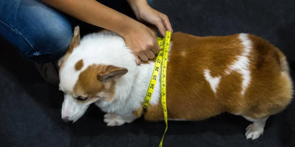 Sinais de indisposição e tristeza são aparentes em alguns animais com obesidade | Foto: Reprodução