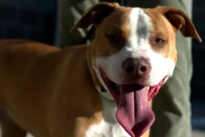 Pitbull influencer aborda em vídeos curtos o preconceito de raças na internet | Foto: Reprodução