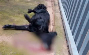 Um grupo de voluntários socorreu o animal, que foi levado a uma clínica veterinária para receber atendimento | Foto: Reprodução