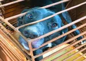 Depois de sua recuperação e do aval do Poder Judiciário, o animal será disponibilizado para adoção | Foto: Reprodução