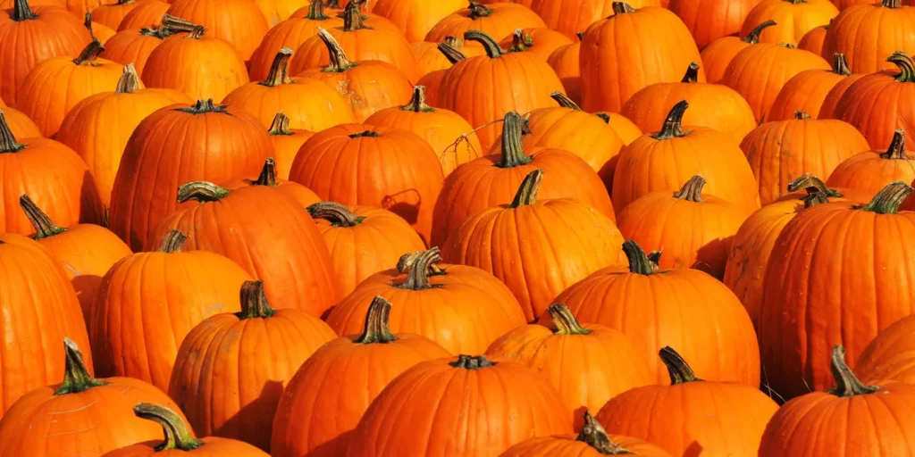 Autumn Pumpkins