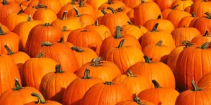 Autumn Pumpkins