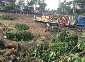 Associação denuncia desmatamento em nascente do Córrego Buriti na Avenida 136, em Goiânia|