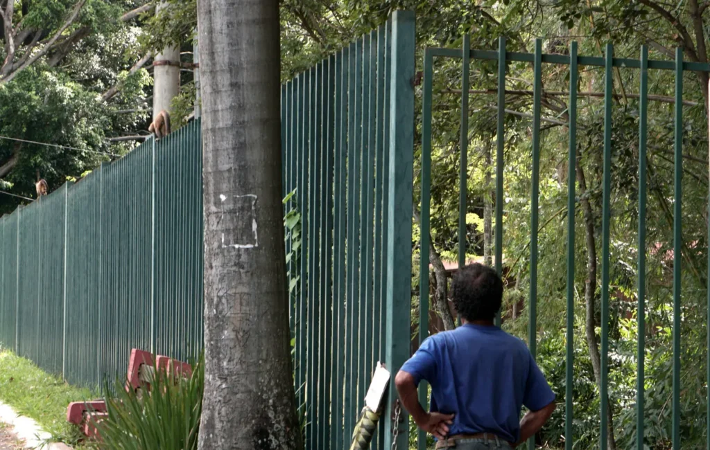 Para os seres humanos, situações como furto de alimentos, sacolas e até algumas mordidas  mordidas; para os animais, há o risco de doenças ou comorbidades. | Foto: Raphael Bezerra
