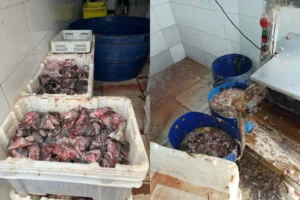 O abatedouro apresenta irregularidades, mesmo assim processa por dia entre 150 e 200 quilos de peixe para comercialização | Foto: Divulgação/MPGO