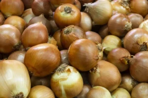 Conab aponta queda no preço da cebola no atacado após aumento da oferta no sul do país|